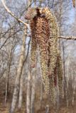 Populus davidiana