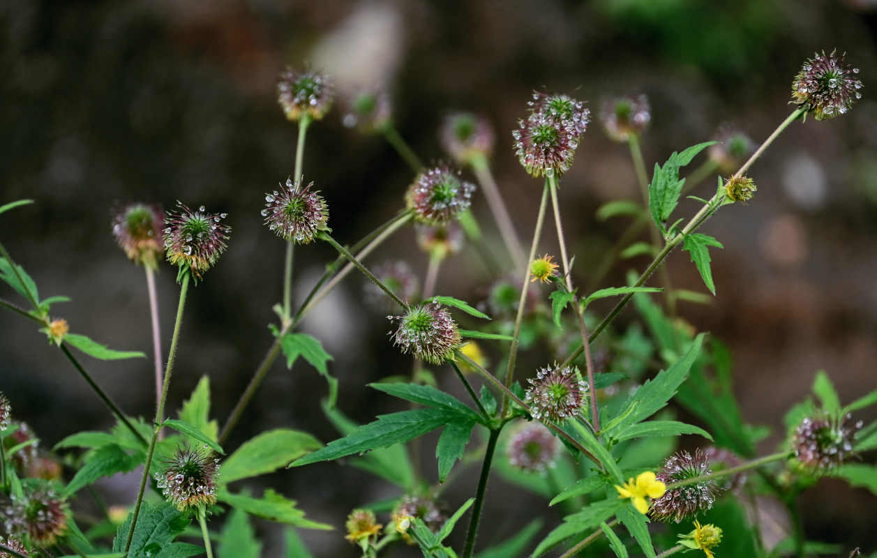 Image of Geum aleppicum specimen.