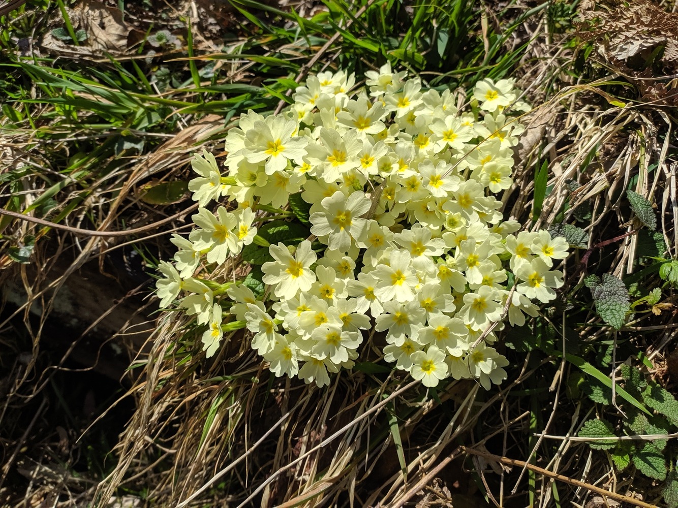 Image of Primula vulgaris specimen.