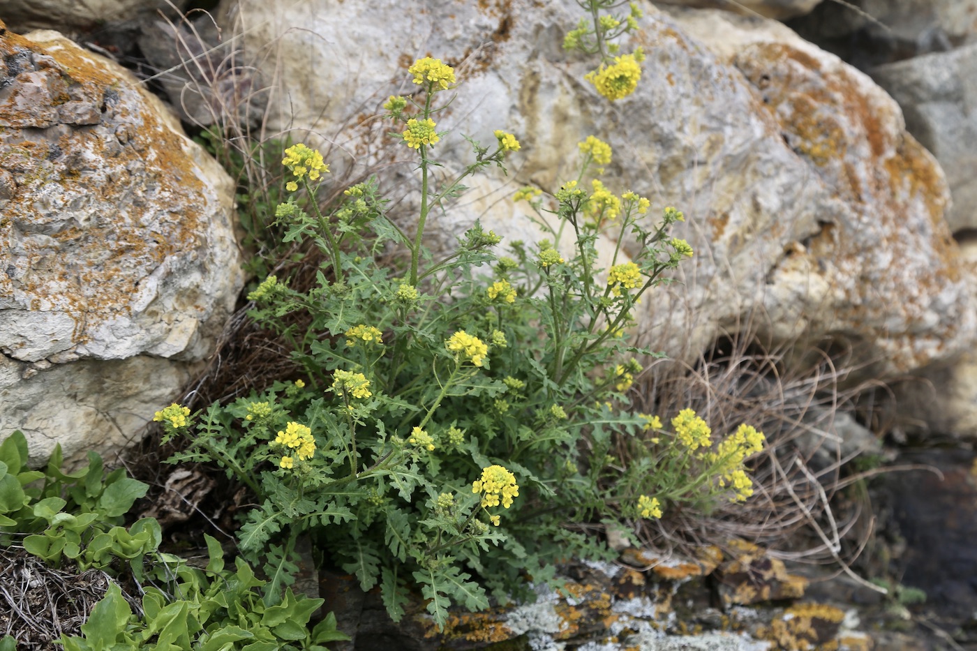 Image of Sisymbrium lipskyi specimen.