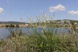 Anthericum ramosum