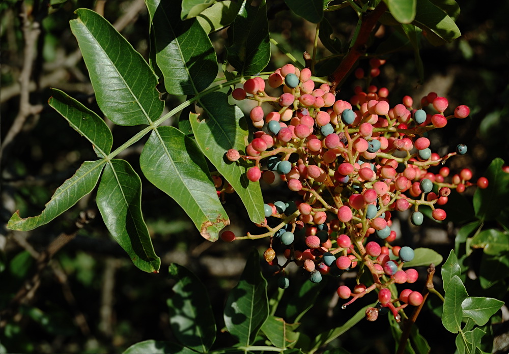 Изображение особи Pistacia mutica.