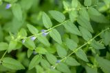 Scutellaria galericulata. Части побегов с цветками. Воронежская обл., Воронежский заповедник, заболоченный пойменный лес. 11.07.2024.