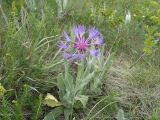 Centaurea fuscomarginata