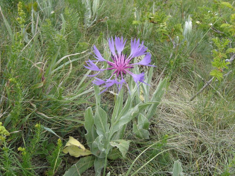 Изображение особи Centaurea fuscomarginata.