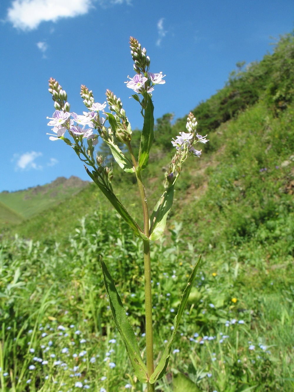 Image of Veronica anagallis-aquatica specimen.