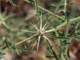 genus Centaurea. Часть веточки с развивающимся соцветием. Турция, пров. Анталья, р-н Кумлуджа, окр. вдхр. Алакыр, каменистая обочина грунтовой дороги. 31.05.2024.