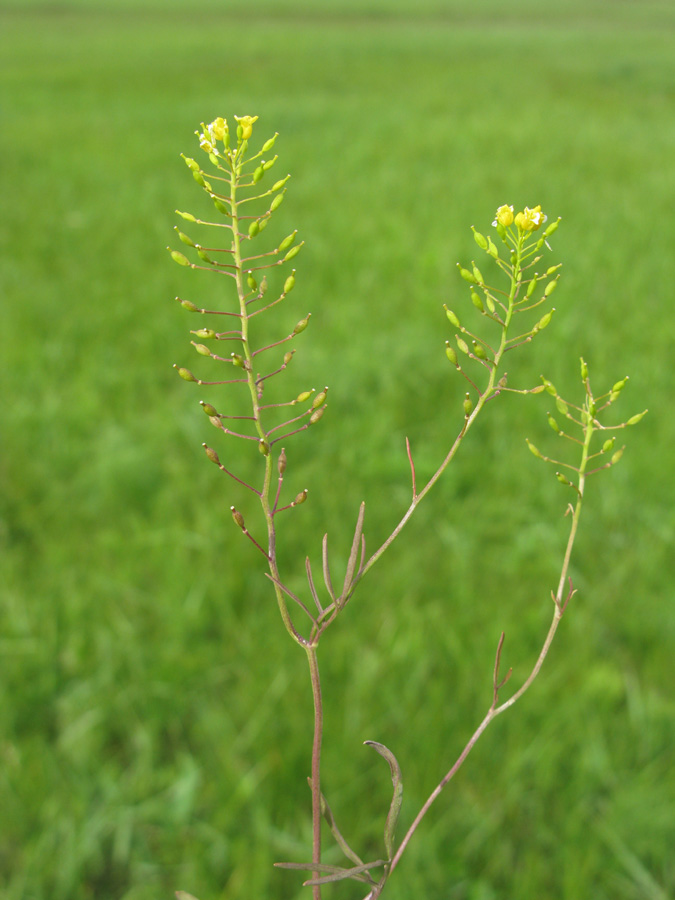 Image of Rorippa brachycarpa specimen.