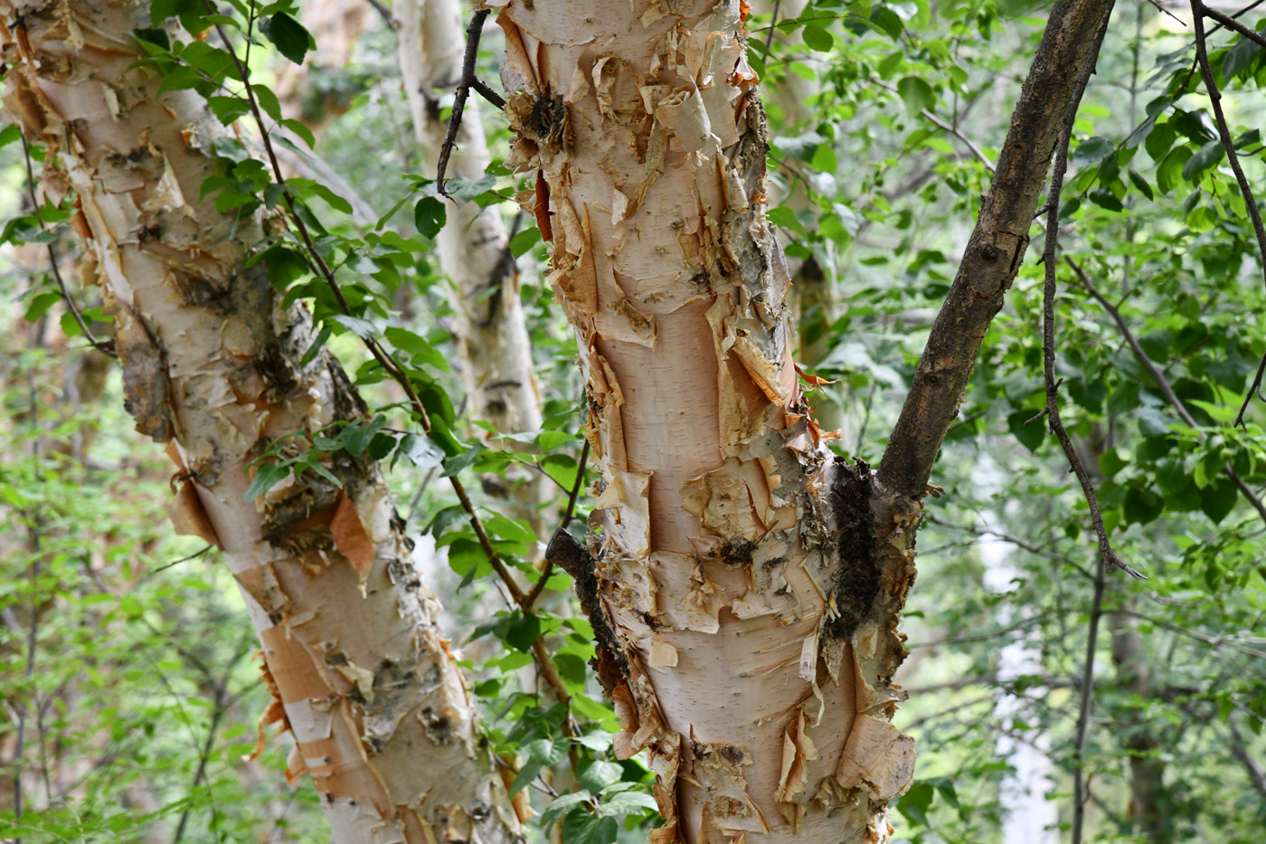 Image of Betula pamirica specimen.