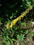 Solidago decurrens