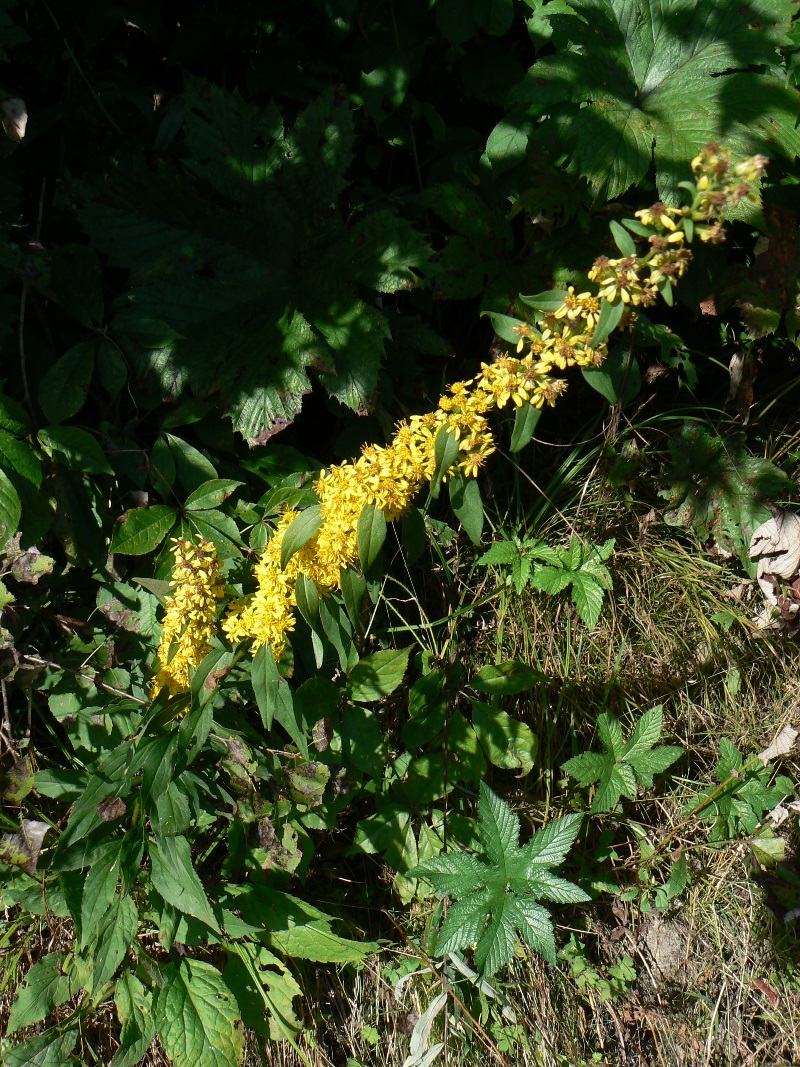 Image of Solidago decurrens specimen.