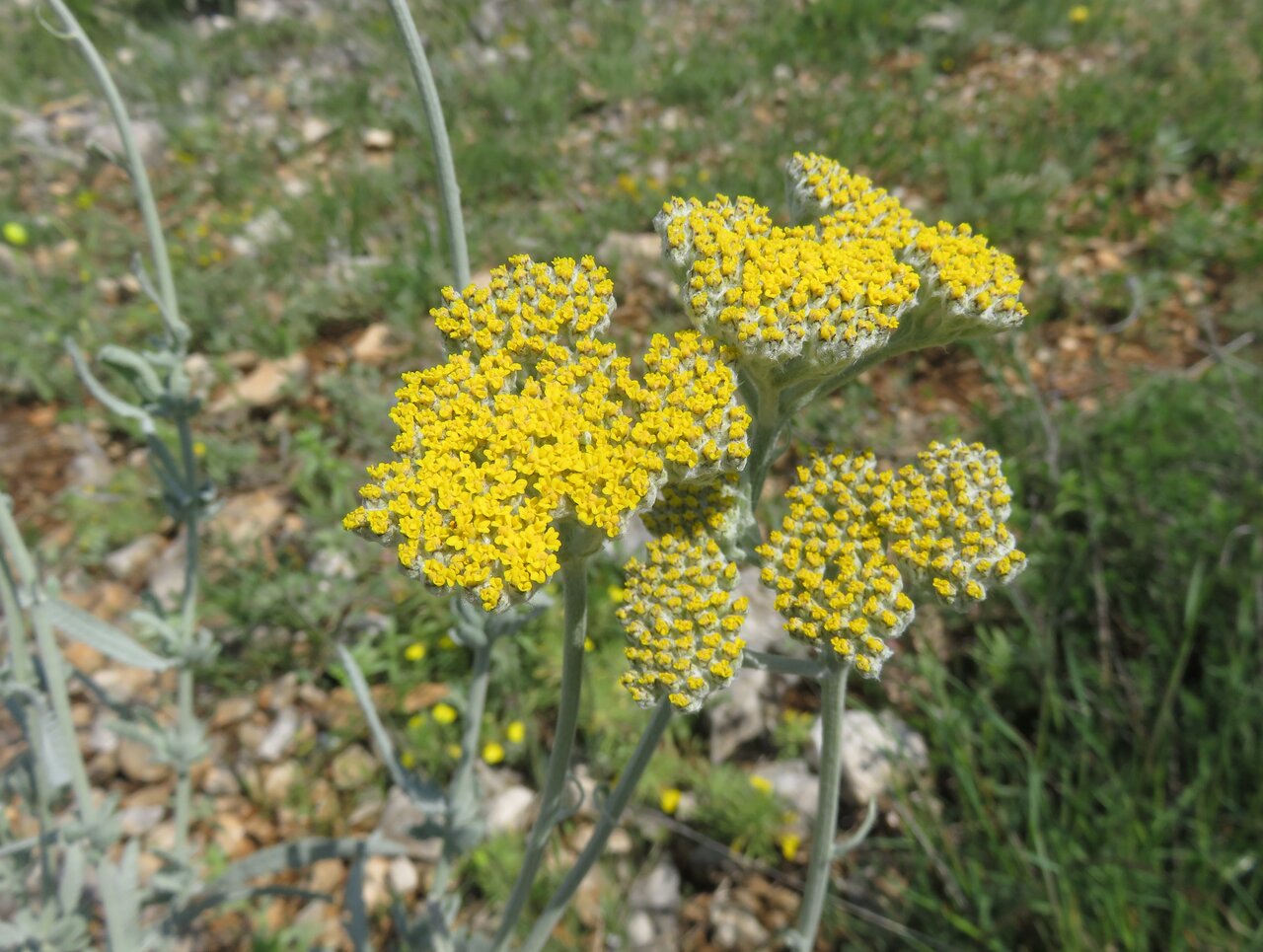 Изображение особи Achillea clypeolata.