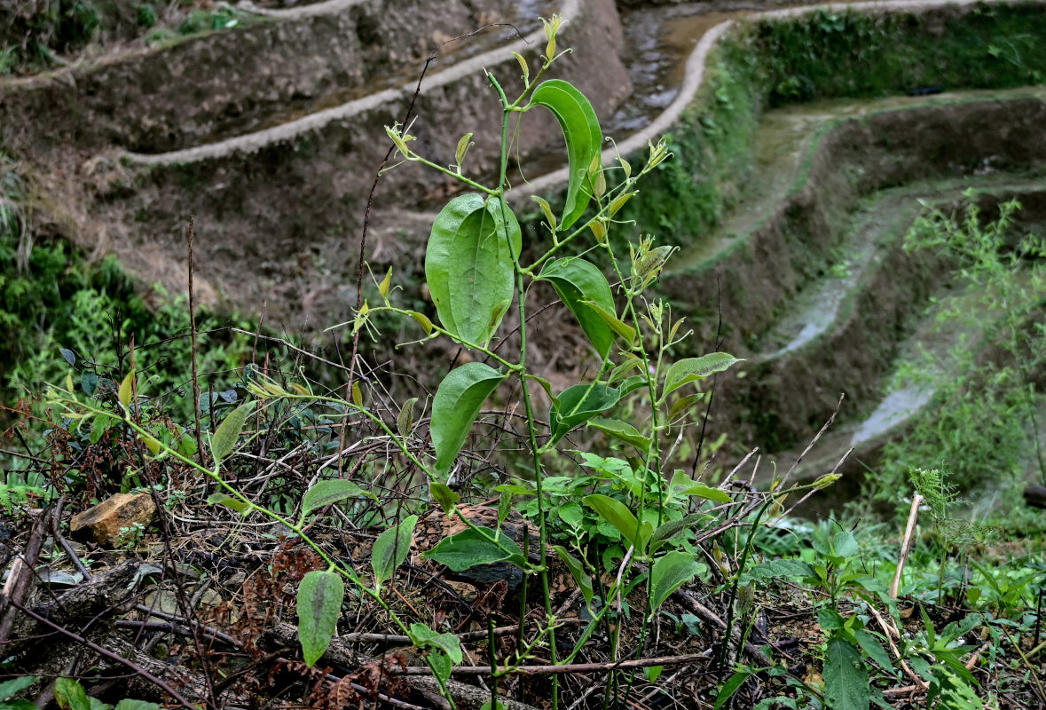 Image of Smilax china specimen.