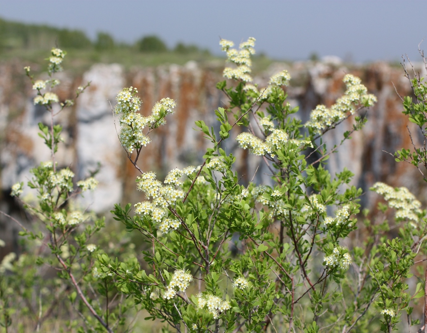 Image of Spiraea hypericifolia specimen.