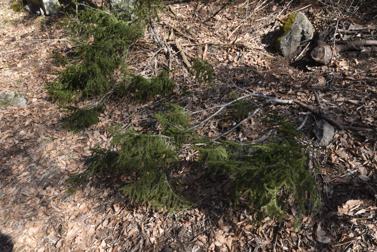 Image of Picea orientalis specimen.