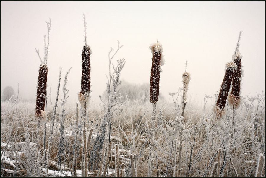 Изображение особи Typha latifolia.