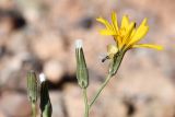 genus Chondrilla. Соцветие с притаившимся пауком. Казахстан, Алматинская обл., нац. парк \"Чарын\", пестроцветный сухой щебнистый сай. 11 октября 2024 г.
