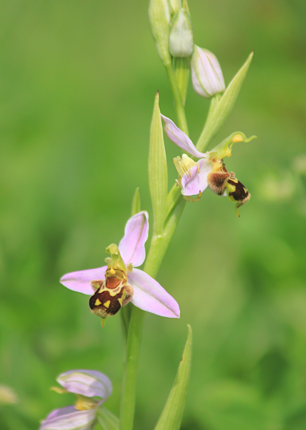 Image of Ophrys apifera specimen.