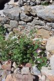 genus Capparis