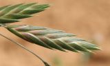 Ceratochloa cathartica. Колосок. Египет, к западу от г. Эль-Дабаа, поливаемый инжировый сад. 11.04.2025.