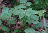 Rubus saxatilis. Цветущее растение. Московская обл., Раменский р-н, окр. ж.-д. платформы Хрипань, просека в смешанном лесу. 30.05.2025.