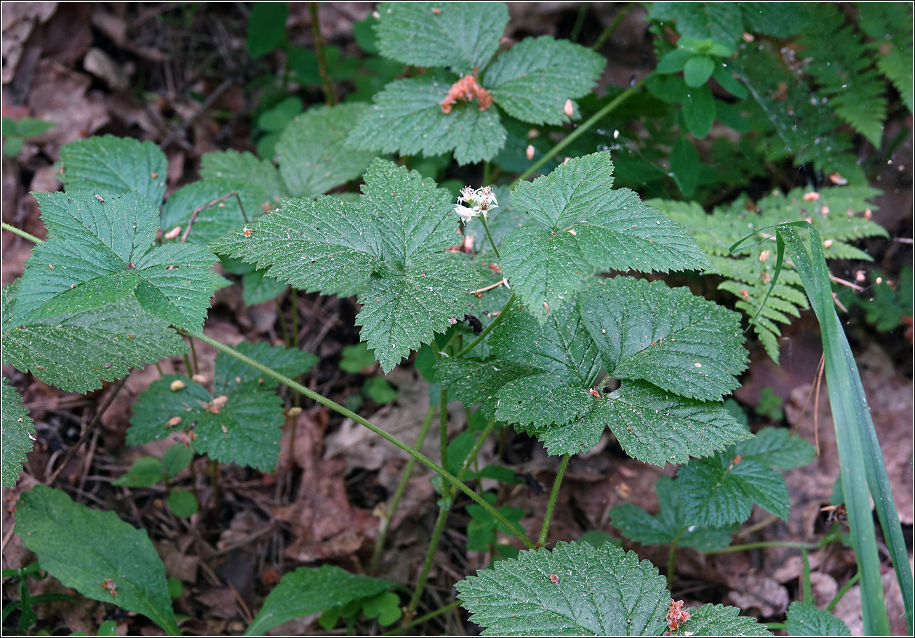 Image of Rubus saxatilis specimen.