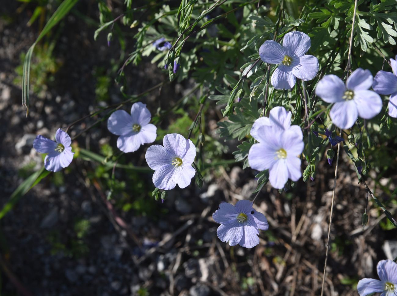 Image of Linum austriacum specimen.
