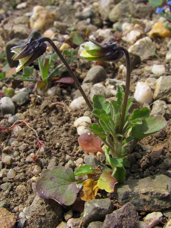 Image of Viola arvensis specimen.
