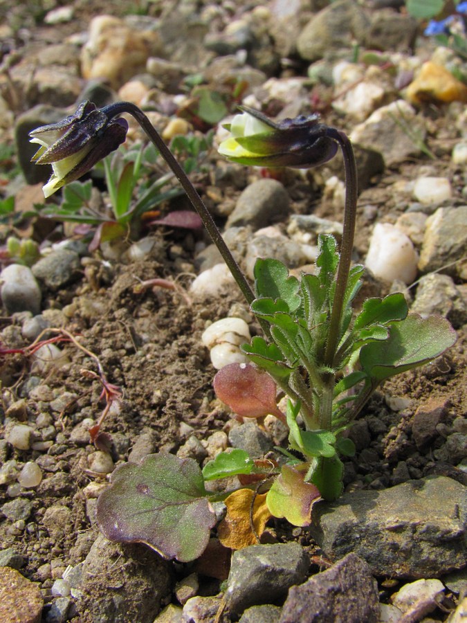 Изображение особи Viola arvensis.