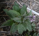 Physochlaina orientalis