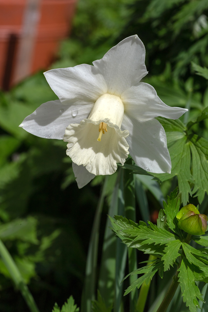 Image of genus Narcissus specimen.