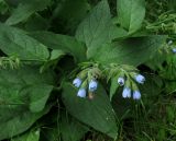 Symphytum caucasicum