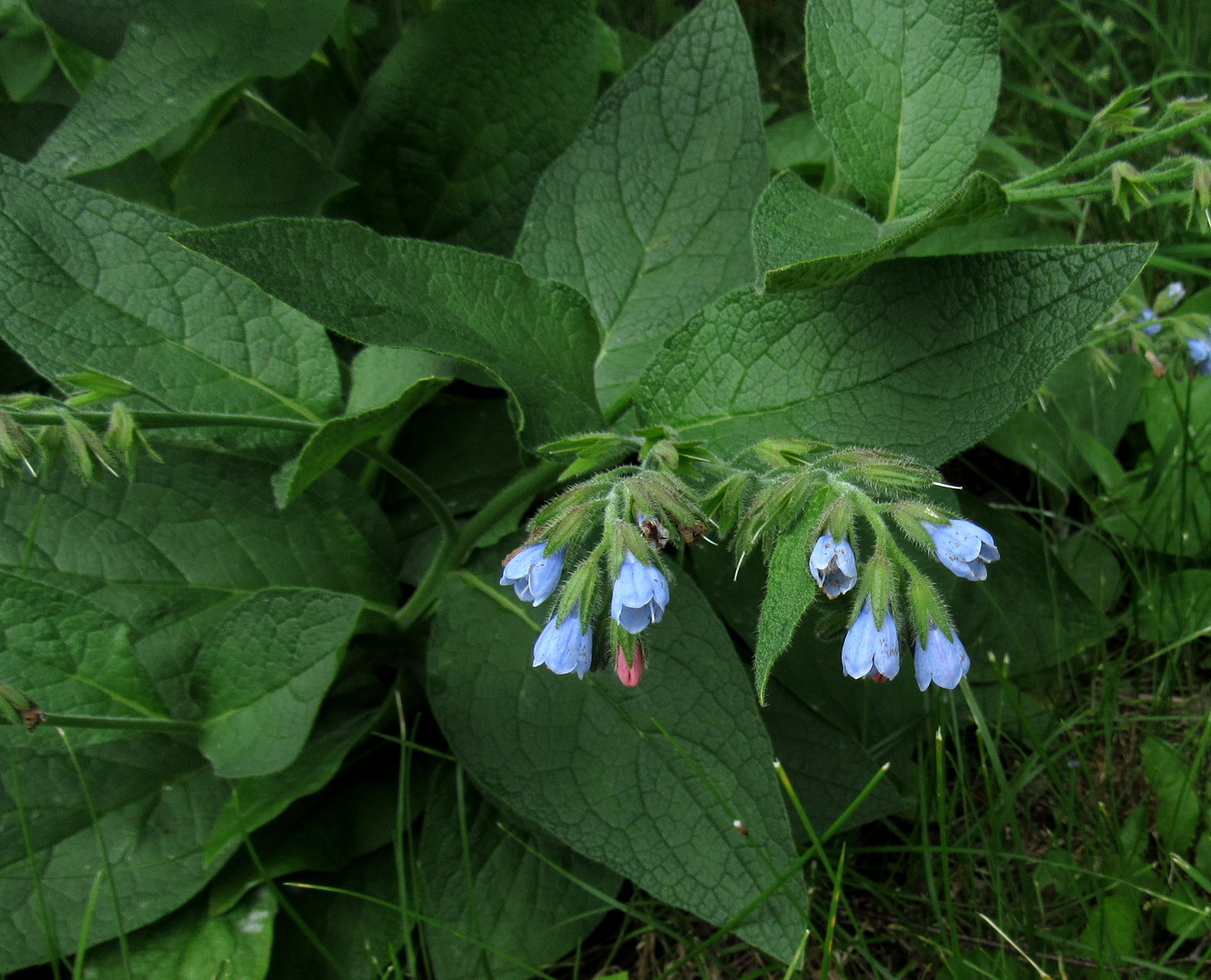 Image of Symphytum caucasicum specimen.