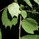Ulmus laciniata