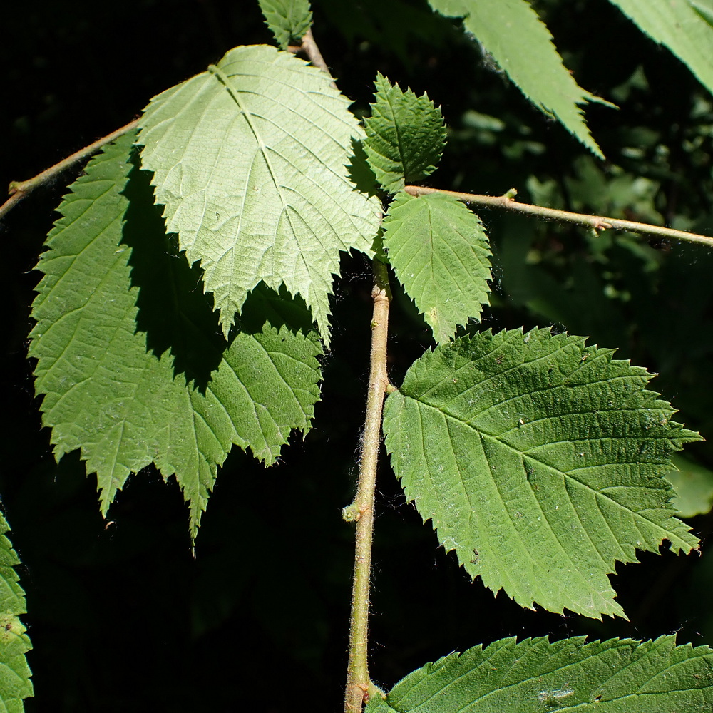 Изображение особи Ulmus laciniata.