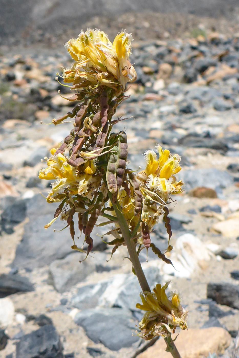 Image of Corydalis fimbrillifera specimen.