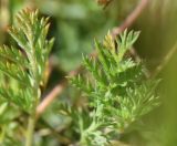 Erodium cicutarium. Листья. Турция, ил Ван, 3 км к З. от деревни Кечикыран, берег оз. Ван, выс. 1650 м н.у.м., горная степь. 21 мая 2025 г.