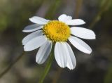 Pyrethrum corymbosum