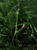 Juncus tenuis. Верхушка побега с плодами. Томск, опушка соснового леса, обочина грунтовой дороги. 10.07.2025.
