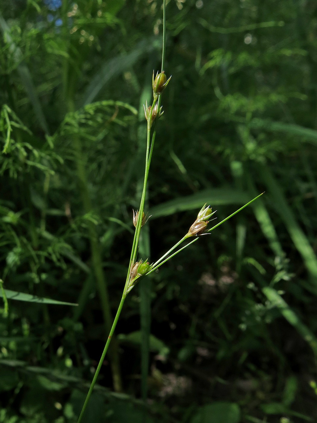 Image of Juncus tenuis specimen.