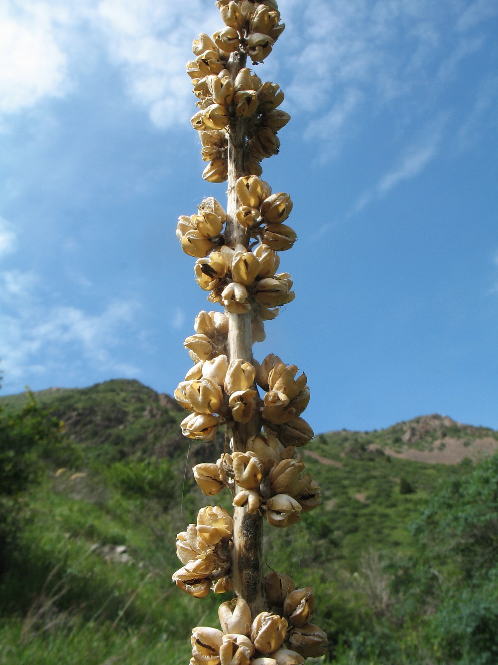 Image of Verbascum turkestanicum specimen.