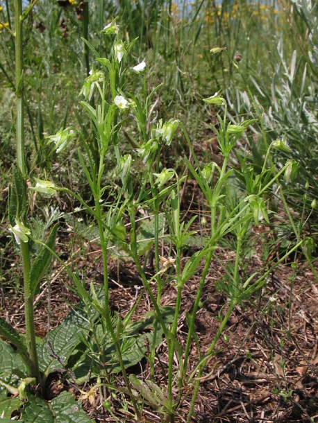 Image of Viola kitaibeliana specimen.