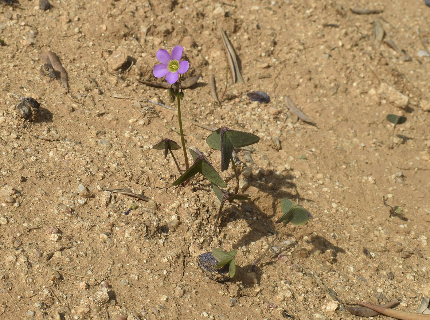 Изображение особи Oxalis latifolia.