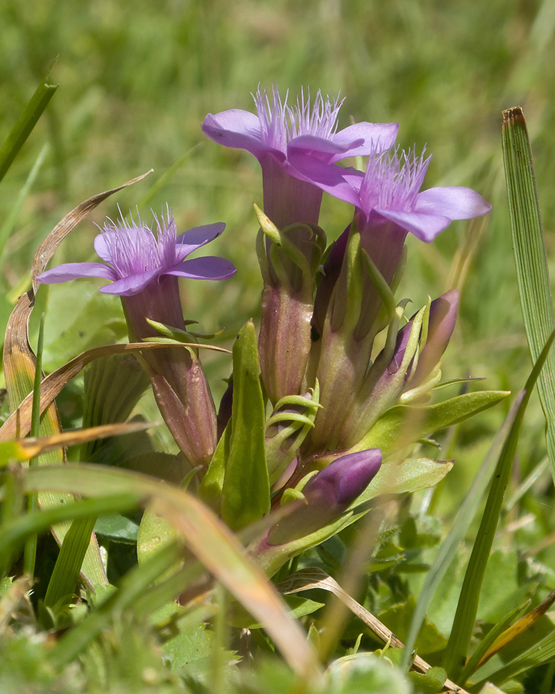 Изображение особи род Gentianella.