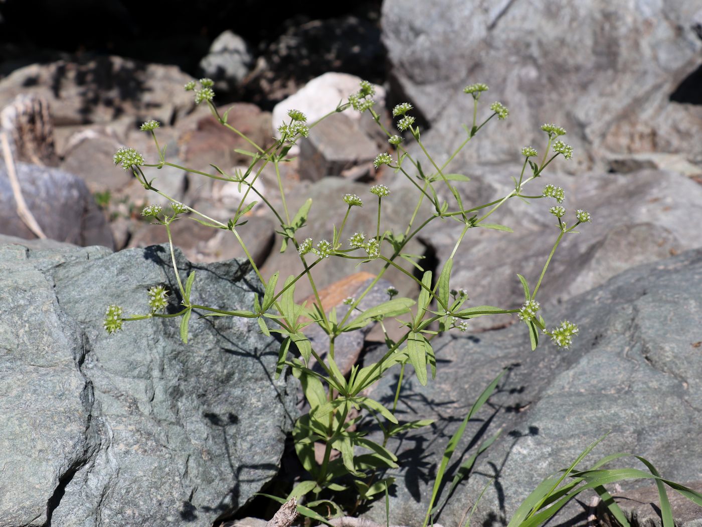 Изображение особи Valerianella dactylophylla.