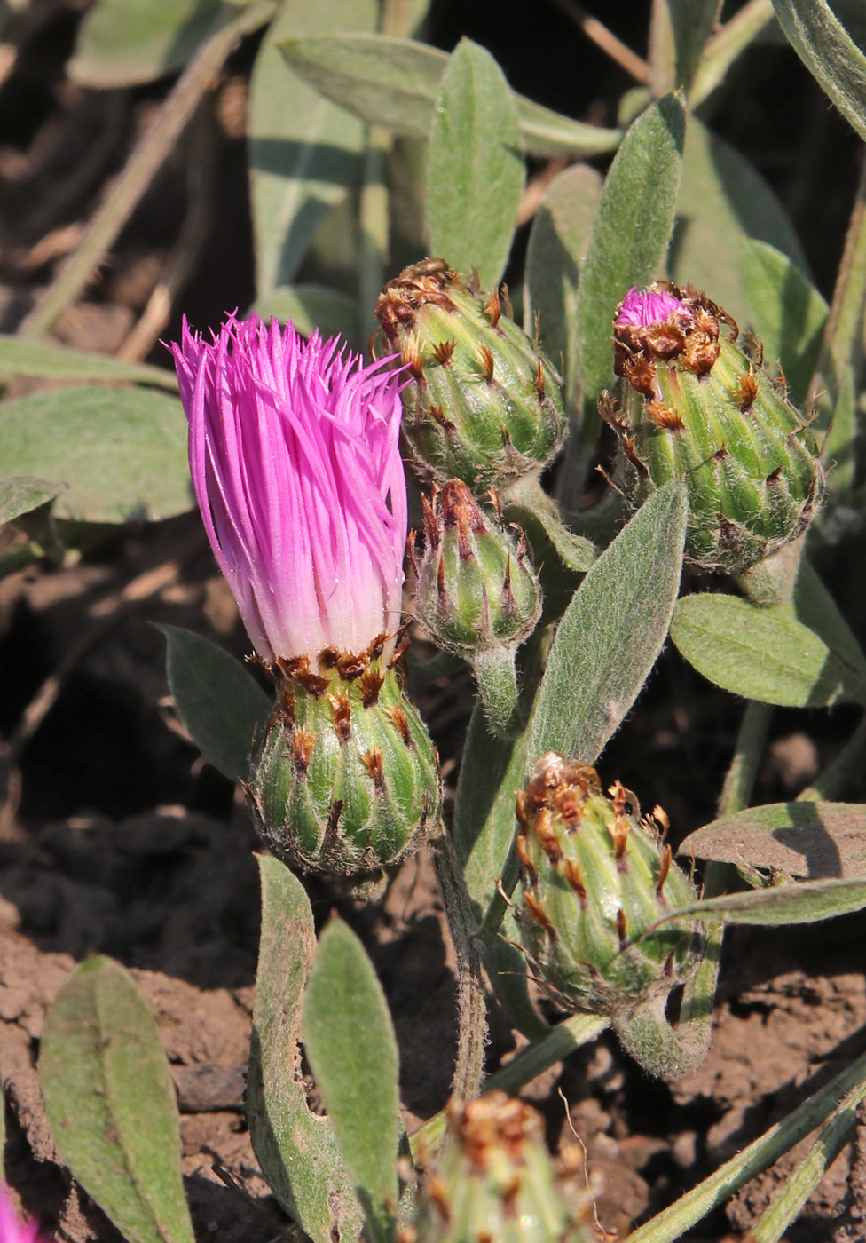 Image of Psephellus sumensis specimen.