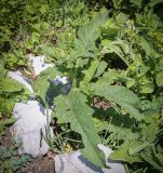 unknown species. Растение с развивающимся соцветием. Абхазия, Гагрский р-н, 1800 м н.у.м., субальпийский луг. 12.06.2025.