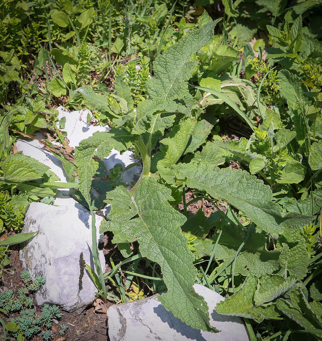 Изображение особи Salvia nemorosa.