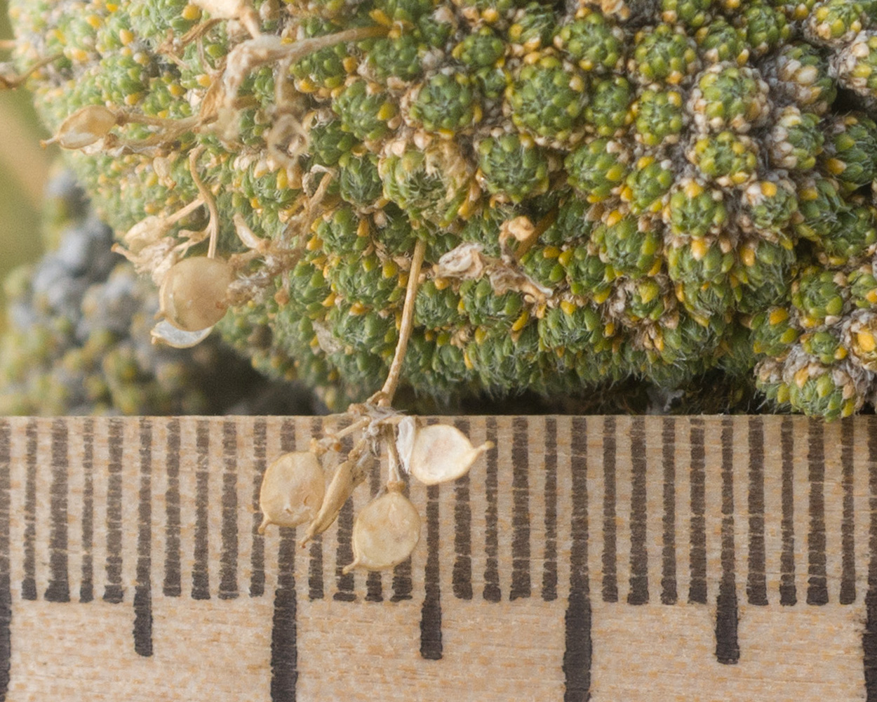 Image of Draba bryoides specimen.