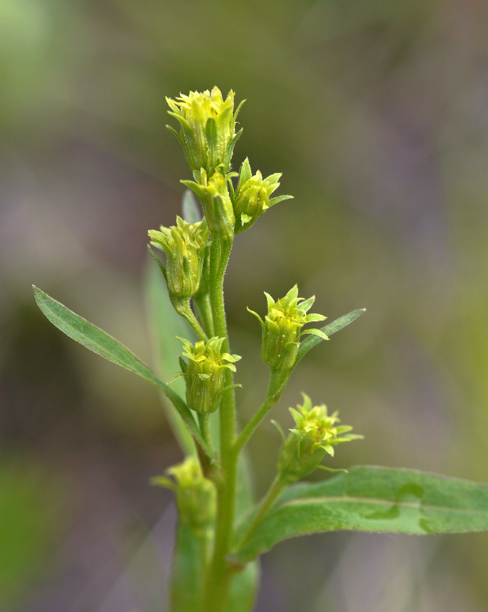 Изображение особи Solidago cuprea.